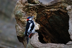 David Plant Photography - Wildlife Photographer - Great spotted woodpecker - C